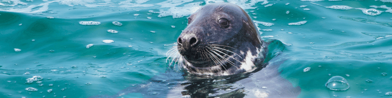 The Wildlife, Flowers and Birds of the South West Coast Path