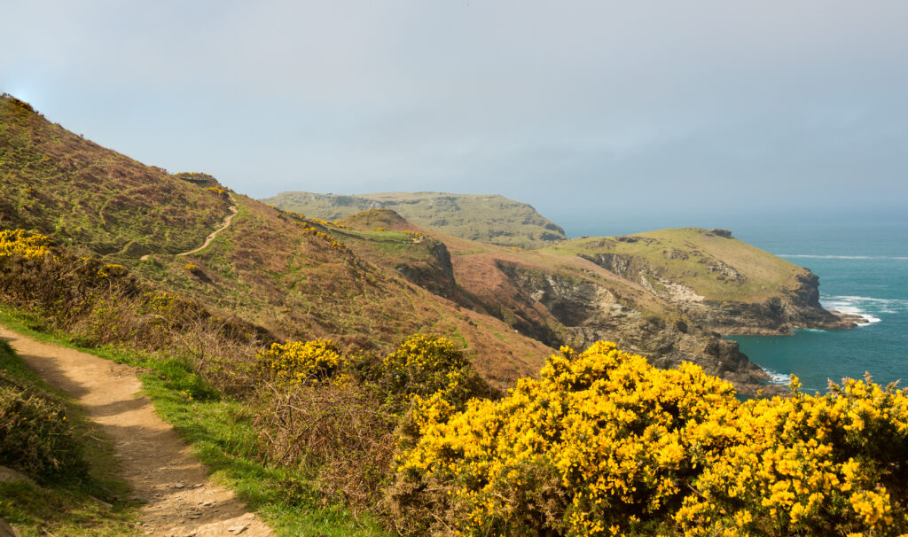 Gorse blooms in spring along the South West Coast Path