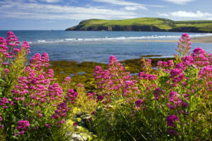 Flowers on the Pembrokeshire Coast Path